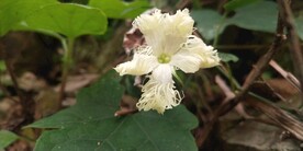 栝楼野外花图片