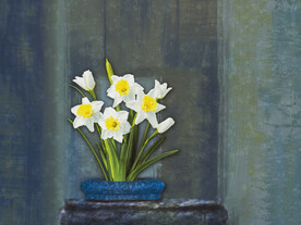 静物水仙