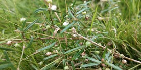 白花蛇舌草图片