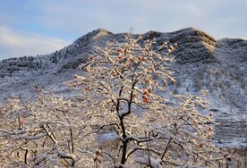 玉树琼枝柿柿红