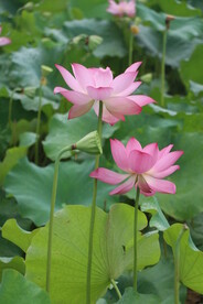 荷花 摄影 莲花