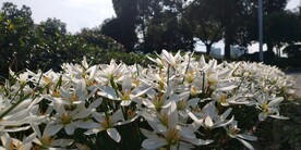 白兰花葱兰图片