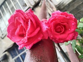 雨中月季水珠花