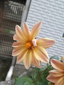黄菊花