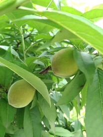 桃树 果树 果子