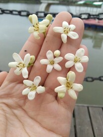 小白花