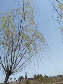 柳树