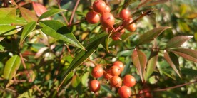 南天竹果实图片