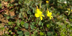 酢浆草黄花图片