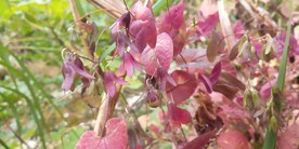 飞蛾藤木紫色图片