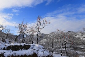 雪后红柿衬蓝天