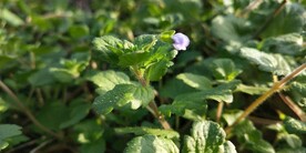 阿拉伯婆婆纳图片