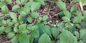 乌蔹莓叶子图片