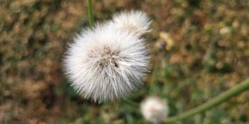 蒲公英图片