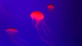红色发光水母