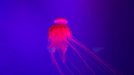 红色水母