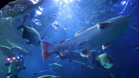 大鱼  海底世界