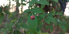 小果蔷薇野外图片