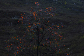 夕阳映照柿柿红 