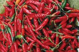 辣椒