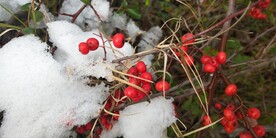 雪 和火棘果