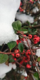 雪和火棘果