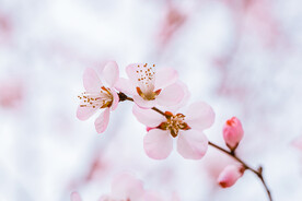 春暖花开春天山桃花