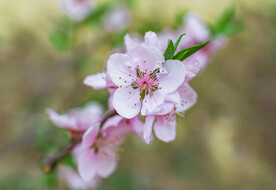 桃花植物特写摄影图