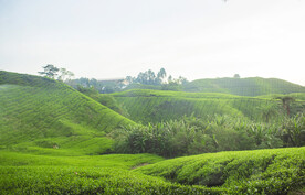 绿色茶园