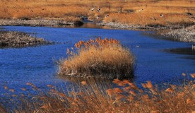 漂亮的鸟之家园