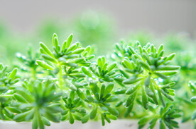 春天清新小草水珠