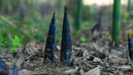 雨后竹笋春天毛竹乡村竹园