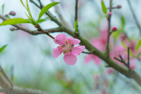 小清新春天桃花开花