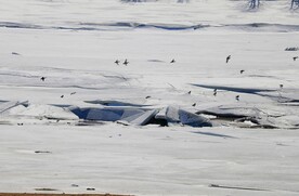 春催冰化鸟儿忙