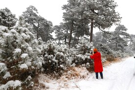 拍摄雪松的红衣人
