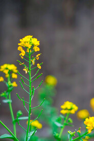 油菜花