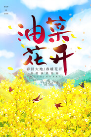 油菜花开