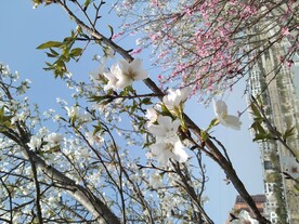 樱花桃花