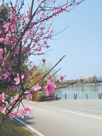 湖边的桃花 公园一角