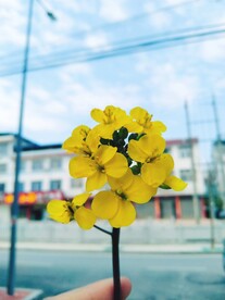 蓝天白云油菜花