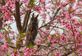 猫头鹰和桃花媲美
