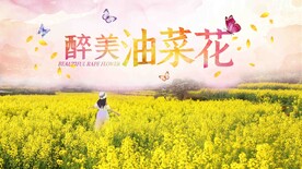 油菜花图片