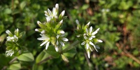 球序卷耳花图片