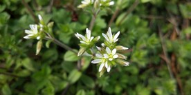 球序卷耳花图片