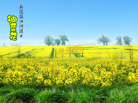 新港镇油菜花海报  