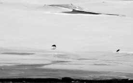 冰雪上暖阳下的黑鹳