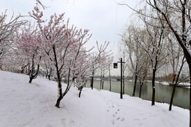 雪中湖畔桃花红