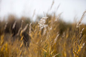 枯草 杂草 狗尾草