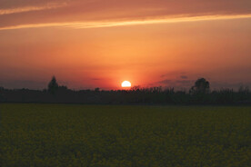 落日红霞映黄花