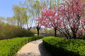 春天之公园一角